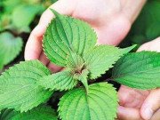 Lifestyle - Những loại rau quả bán đầy chợ, mọc dại ở Việt Nam, sang Nhật là đặc sản