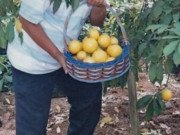 Lifestyle - Cây "lưỡng tính" từng mọc dại khắp rừng, nay thành "mỏ vàng" bán 1 triệu/kg quả