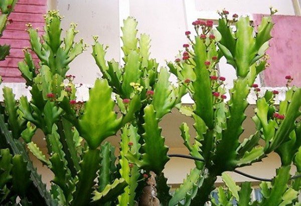 5 loại cây tuyệt đối không trồng trước nhà 3 tháng cuối năm, có phải chặt ngay mới tốt - 2