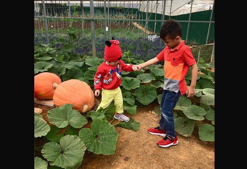 Với những hình ảnh, thông tin về Minh Trí thường xuyên được mẹ Thanh Thảo cập nhật đã phần nào phản ánh được cuộc sống đầy đủ cả về vật chất lẫn tinh thần của cậu bé. 
