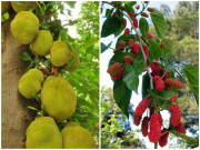 Nhà đẹp - 5 loại cây tuyệt đối không trồng trước nhà 3 tháng cuối năm, có phải chặt ngay mới tốt