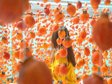 Tháng 11 về Đà Lạt mà chưa thử hồng treo gió thì lãng phí cả chuyến đi