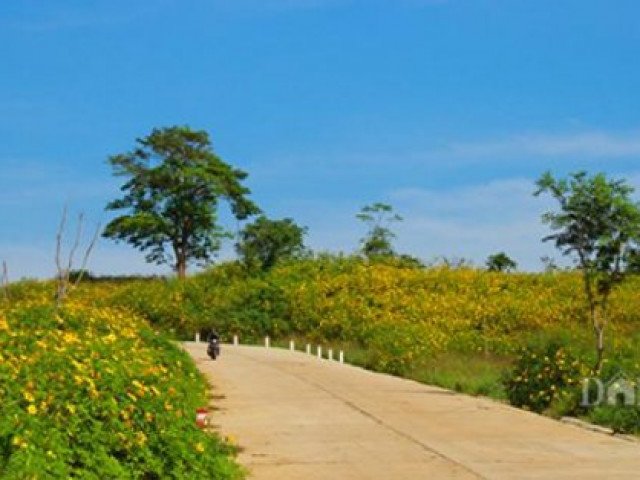 Mê mẩn ngắm hoa dã quỳ vàng rực trên núi lửa Chư Đăng Ya