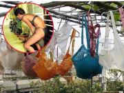 Tin tức - Những tên trộm “biến thái” chỉ thích đồ lót phụ nữ, lý do phía sau còn bất ngờ hơn