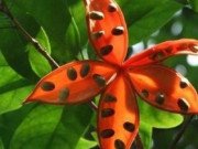 Lifestyle - Những loại trái cây độc dị nhưng người giàu Trung Quốc lại không tiếc tiền mua