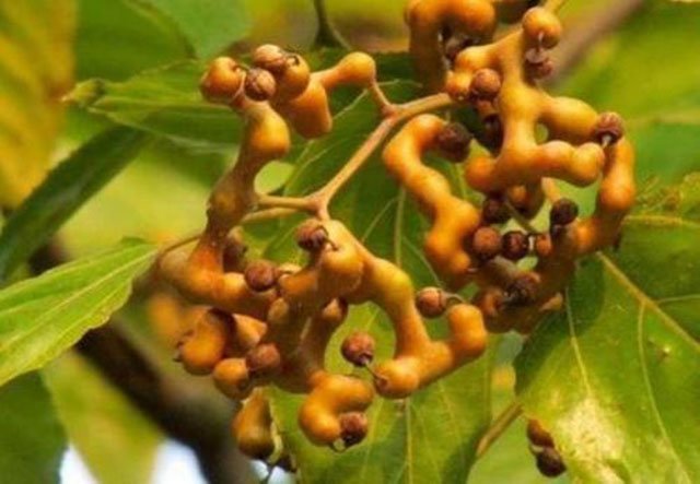 Những loại trái cây độc dị nhưng người giàu Trung Quốc lại không tiếc tiền mua - 2
