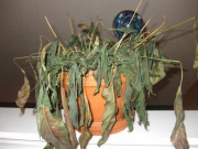 Nhà đẹp - Tối ngày Rằm nhớ vứt ngay thứ này để lộc lá đầy nhà, càng làm càng vượng