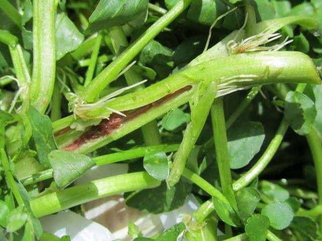 Thích ăn rau cải xoong sống, người đàn ông bị sán amp;#34;làm tổamp;#34; trong gan - 3