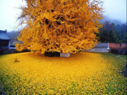 Lifestyle - Lạ lùng cây nghìn năm chuyển màu vàng rực, tồn tại từ thời tiền sử suốt 200 triệu năm