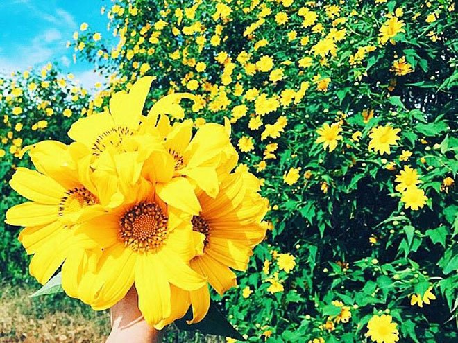 Tháng 11 rồi bạn đã lên Ba Vì chưa, loài hoa này đang nở rực rỡ lắm rồi đấy! - 3