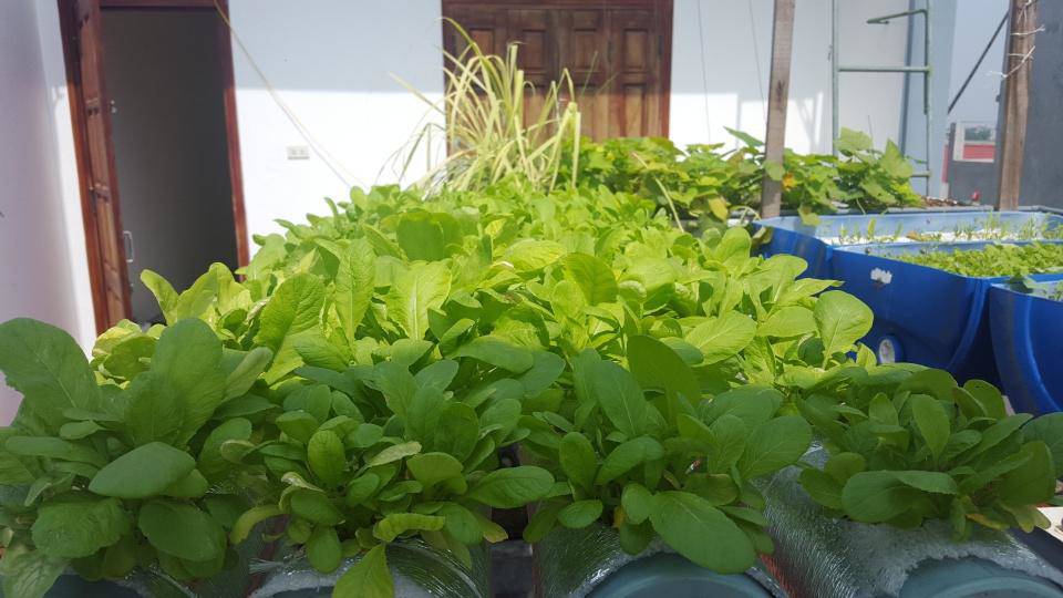 Khó rời mắt khỏi vườn rau trĩu trịt, cá béo mầm trên sân thượng của ông bố yêu gia đình - 2