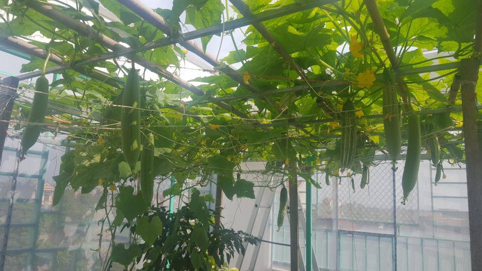Khó rời mắt khỏi vườn rau trĩu trịt, cá béo mầm trên sân thượng của ông bố yêu gia đình - 7