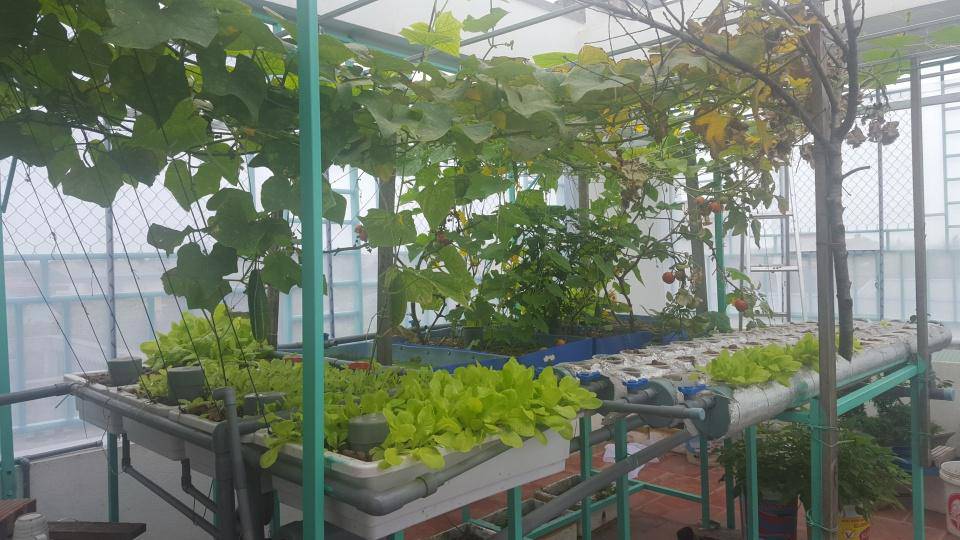 Khó rời mắt khỏi vườn rau trĩu trịt, cá béo mầm trên sân thượng của ông bố yêu gia đình - 11