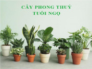 Nhà đẹp - Tuổi Ngọ hợp cây gì? Nhắm mắt là tài lộc đến chỉ nhờ cây phong thủy tuổi Ngọ sau đây
