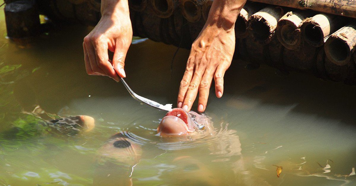 Lạ lùng đàn cá tai tượng suốt 30 năm được đút cơm chay mỗi ngày - 7