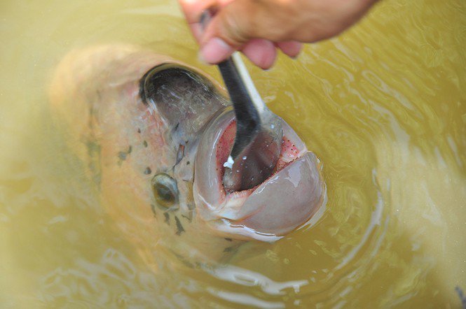 Lạ lùng đàn cá tai tượng suốt 30 năm được đút cơm chay mỗi ngày - 2