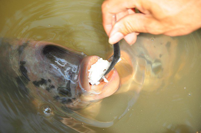 Lạ lùng đàn cá tai tượng suốt 30 năm được đút cơm chay mỗi ngày - 6