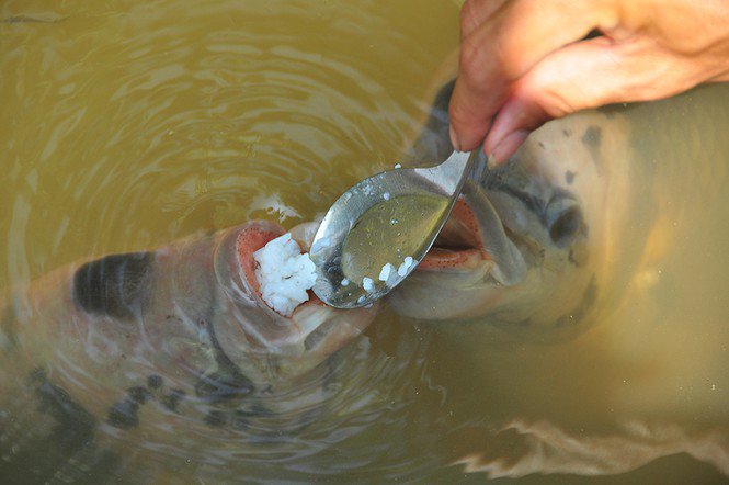 Lạ lùng đàn cá tai tượng suốt 30 năm được đút cơm chay mỗi ngày - 4