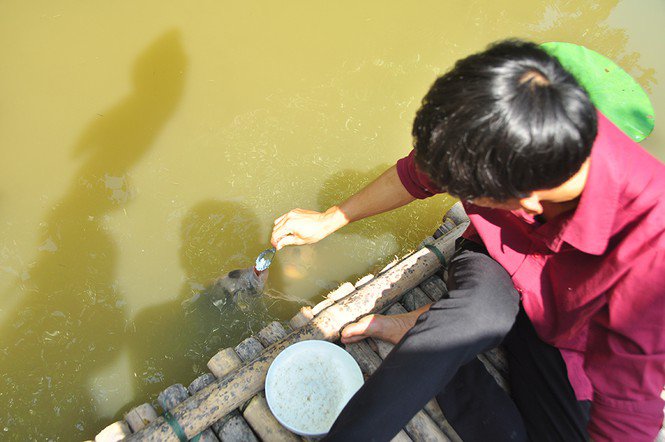 Lạ lùng đàn cá tai tượng suốt 30 năm được đút cơm chay mỗi ngày - 8