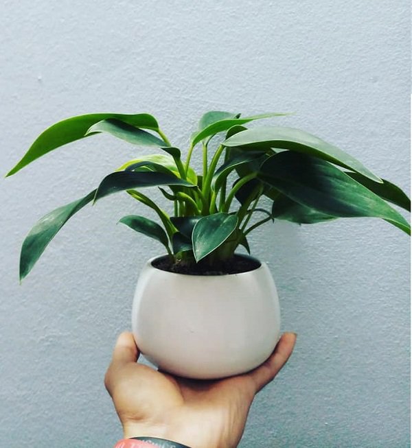 Trồng cây trầu bà đế vương trong nhà, tiền bạc tíu tít làm gì cũng hanh thông - 2