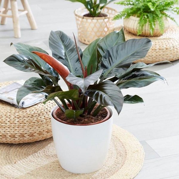 Trồng cây trầu bà đế vương trong nhà, tiền bạc tíu tít làm gì cũng hanh thông - 3