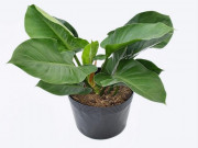 Nhà đẹp - Trồng cây trầu bà đế vương trong nhà, tiền bạc tíu tít làm gì cũng hanh thông