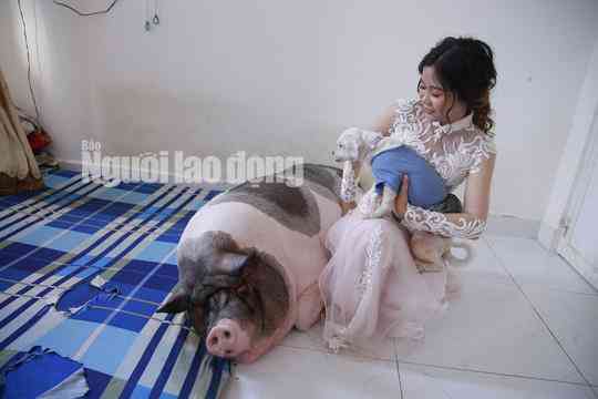 Trước khi về nhà chồng, cô dâu chăm chú heo nặng 160kg trong phòng - 1