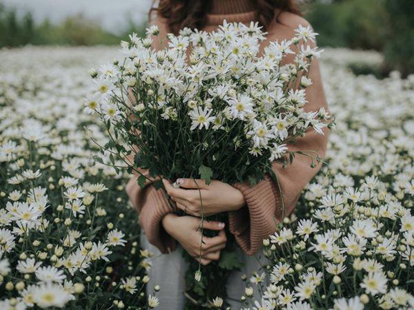 Cho 1 thìa muối vào bình hoa cúc họa mi, chơi cả tuần không thối, không hỏng, đẹp mê li - 1