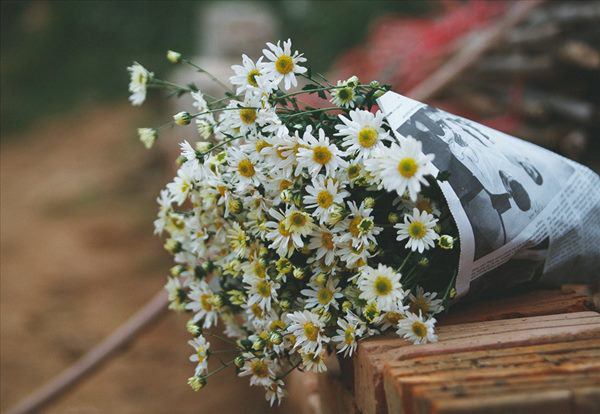 Cho 1 thìa muối vào bình hoa cúc họa mi, chơi cả tuần không thối, không hỏng, đẹp mê li - 2