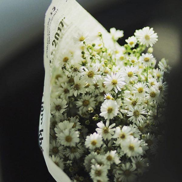 Cho 1 thìa muối vào bình hoa cúc họa mi, chơi cả tuần không thối, không hỏng, đẹp mê li - 3