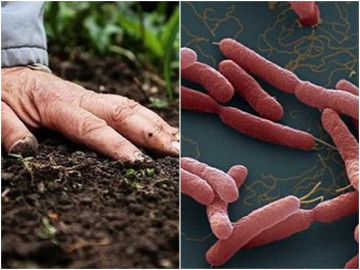 2 anh em ruột tử vong do vi khuẩn Whitmore: Hít thở cũng mắc, nhưng không khó phòng bệnh