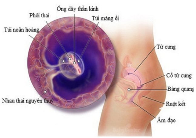 thai nhi 3 tuan: phoi thanh hinh thanh va cac dau hieu mang thai som - 1