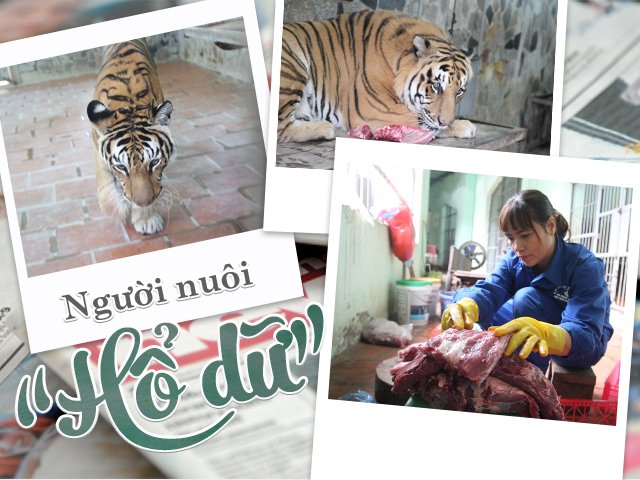 Người nuôi hổ dữ giữa lòng Hà Nội: Đêm mắc màn ngủ cùng, hổ bỏ ăn lo hơn con ốm