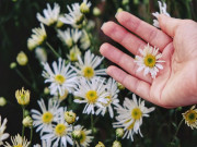 Nhà đẹp - Ý nghĩa hoa cúc họa mi, loài hoa trong sáng tượng trưng cho tình yêu, sự thịnh vượng