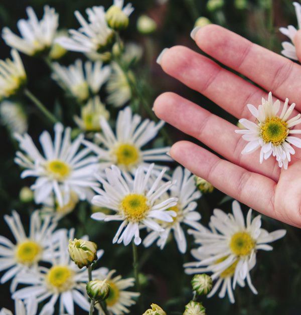 Ý nghĩa hoa cúc họa mi, loài hoa trong sáng tượng trưng cho tình yêu, sự thịnh vượng - 6