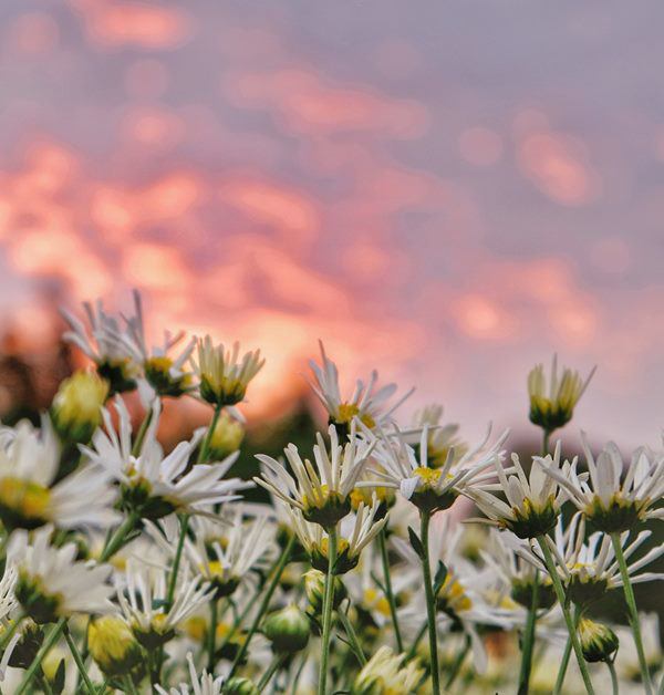 Ý nghĩa hoa cúc họa mi, loài hoa trong sáng tượng trưng cho tình yêu, sự thịnh vượng - 5