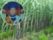 Tin tức - Tin tức 24h: Manh mối tố cáo mẹ kế giết con riêng của chồng, phi tang ở bụi mía