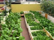 Nhà đẹp - Đã mắt với vườn rau trong thùng xốp ăn không xuể của mẹ đảm Hà thành