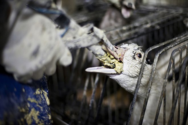 Gan ngỗng: đặc sản tinh hoa nước Pháp hay sự tàn nhẫn ghê rợn của con người? - 2