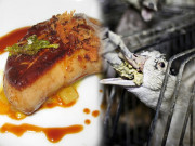 Lifestyle - Gan ngỗng: đặc sản tinh hoa nước Pháp hay sự tàn nhẫn ghê rợn của con người?
