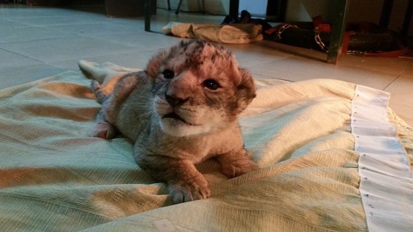 Người phụ nữ hàng ngày chải bờm, bắt rận, chơi với sư tử nặng gần 200kg như chơi với chó - 5