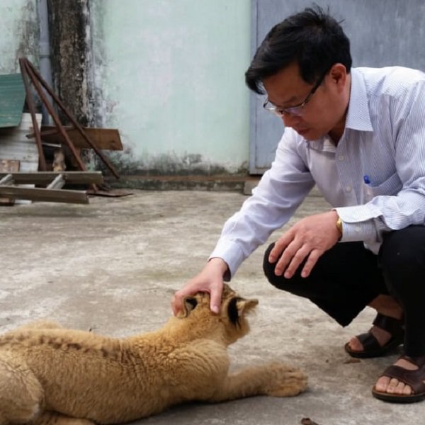 Người phụ nữ hàng ngày chải bờm, bắt rận, chơi với sư tử nặng gần 200kg như chơi với chó - 6