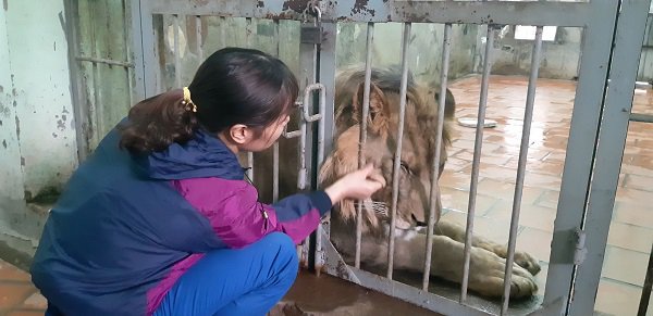 Người phụ nữ hàng ngày chải bờm, bắt rận, chơi với sư tử nặng gần 200kg như chơi với chó - 4