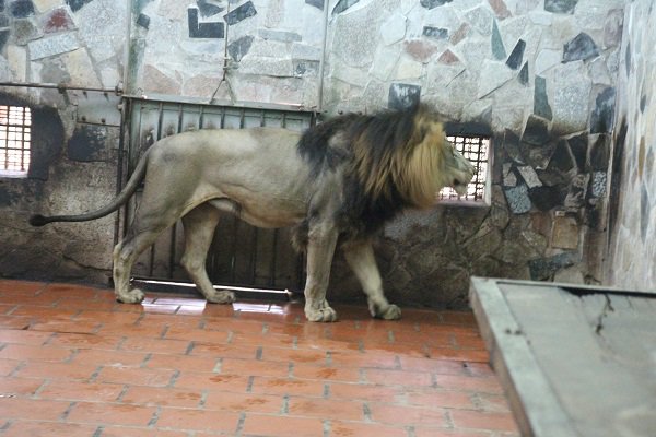 Người phụ nữ hàng ngày chải bờm, bắt rận, chơi với sư tử nặng gần 200kg như chơi với chó - 9