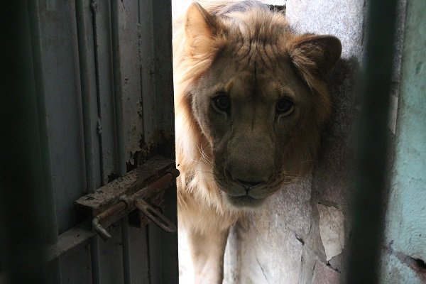Người phụ nữ hàng ngày chải bờm, bắt rận, chơi với sư tử nặng gần 200kg như chơi với chó - 8