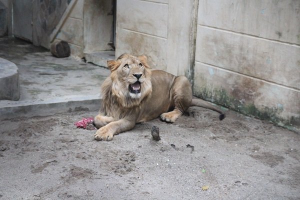 Người phụ nữ hàng ngày chải bờm, bắt rận, chơi với sư tử nặng gần 200kg như chơi với chó - 7