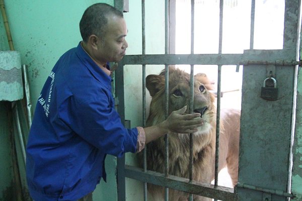 Người phụ nữ hàng ngày chải bờm, bắt rận, chơi với sư tử nặng gần 200kg như chơi với chó - 10