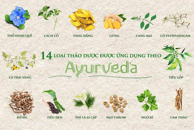 Khoa học Ayurveda – Chìa khóa giúp nữ giới cân bằng Thân – Tâm – Trí - 3