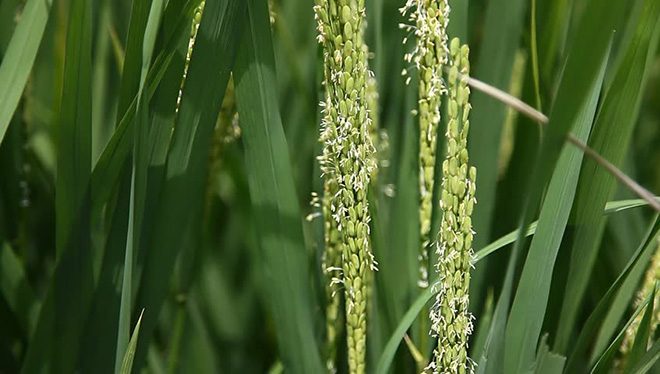 ‘Siêu phẩm thịt đỏ’ đến từ Nhật Bản - Bò Wagyu Sendai - 2