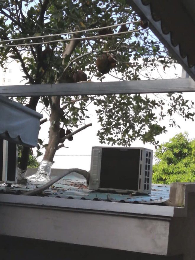 Ảnh cây mít trĩu quả mọc giữa nơi làm việc bị bình luận là giả: Người chụp lên tiếng - 5